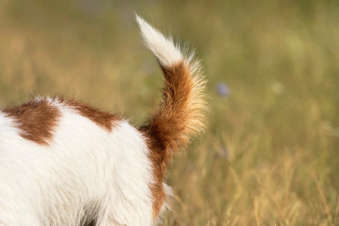 犬のしっぽ