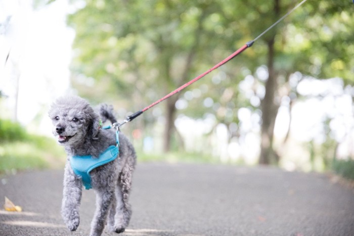 散歩中の犬