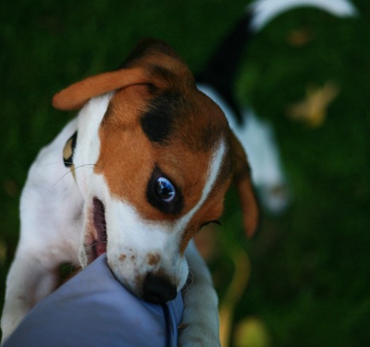 噛み付く犬