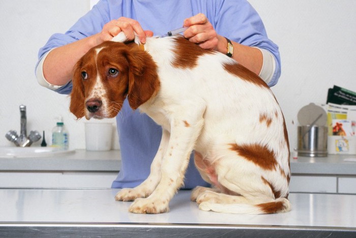 注射されている犬