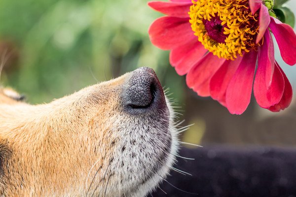 犬の嗅覚の仕組み