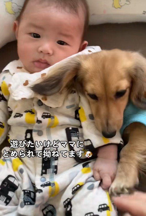 赤ちゃんと遊びたいサニーちゃん5