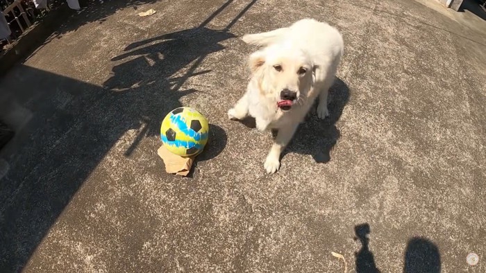 サッカーをするメイちゃん