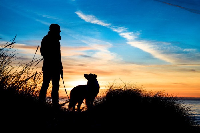 男性と犬の影