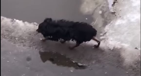 氷の上を歩く犬