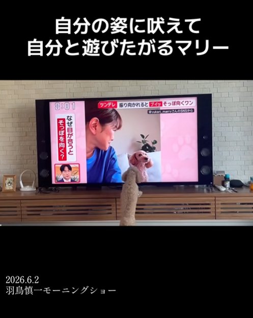 テレビに向かって吠える小型犬