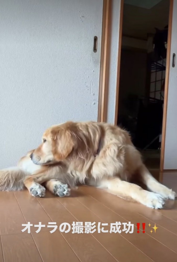 おしりの匂いを嗅ぐ犬