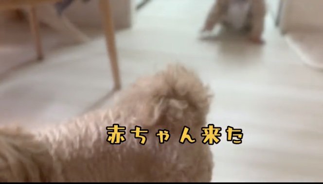 サササーッ