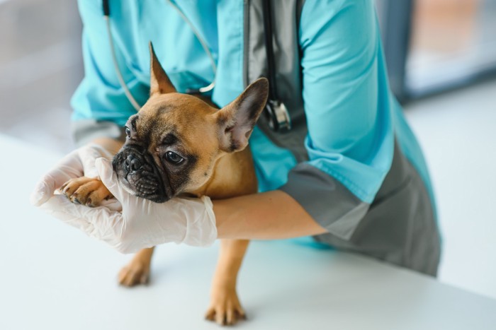獣医師に触診されているフレンチブルドッグの子犬