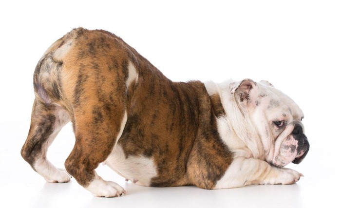 お尻をツンと上げている犬