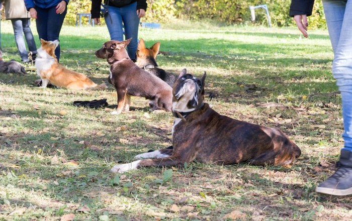 野外での犬と飼い主のグループレッスンの様子