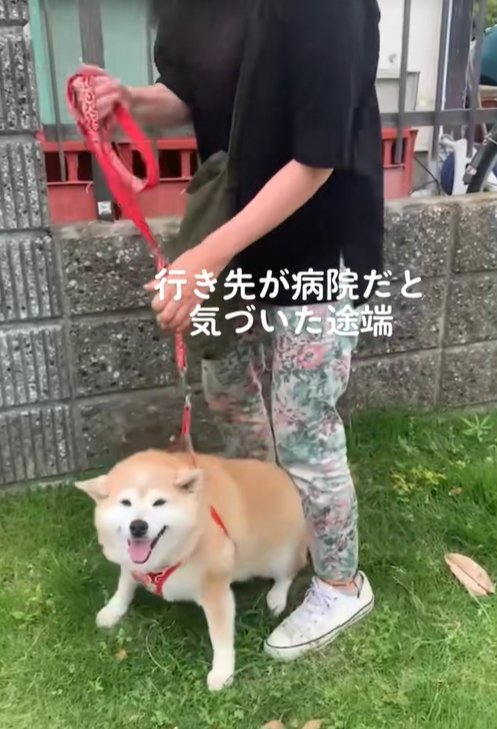 拒否する柴犬