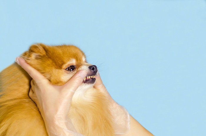 犬の口を触る
