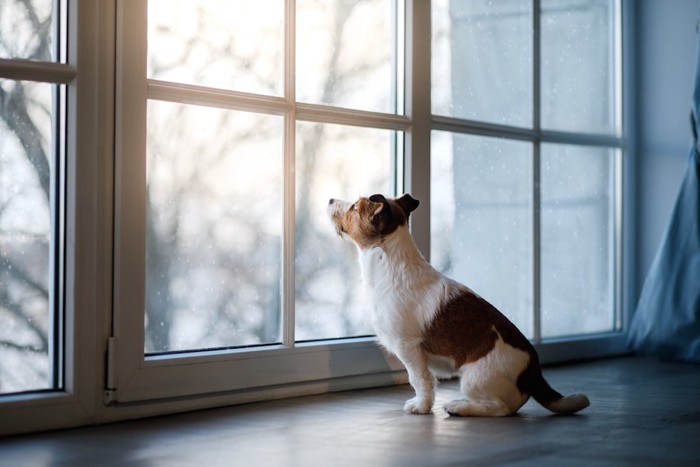 窓から外を眺めている犬