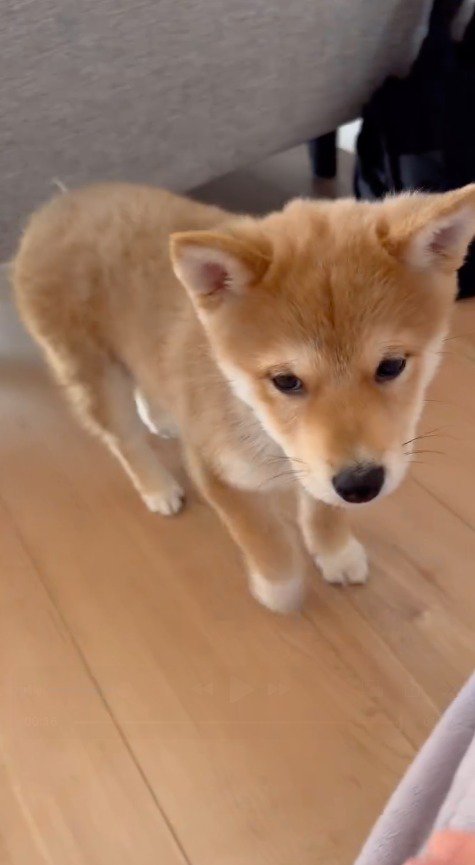 不安そうに飼い主を見上げる子犬