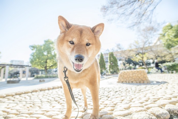 柴犬