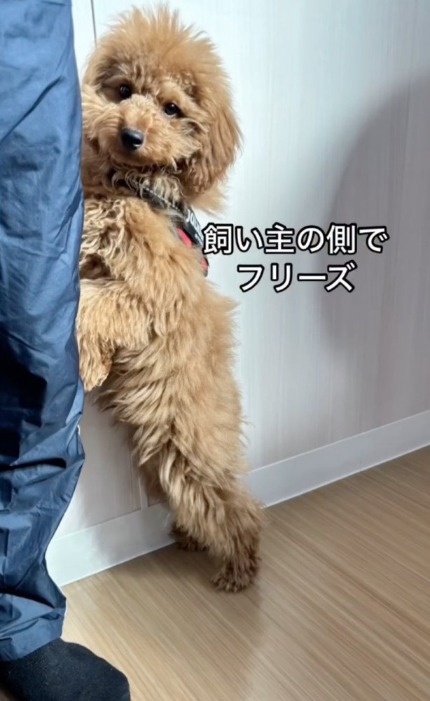 足にしがみつく犬