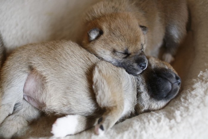 柴犬の赤ちゃん