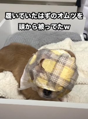 おむつアップ