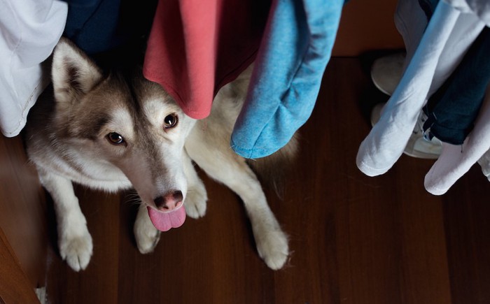 クローゼットに隠れるハスキー犬