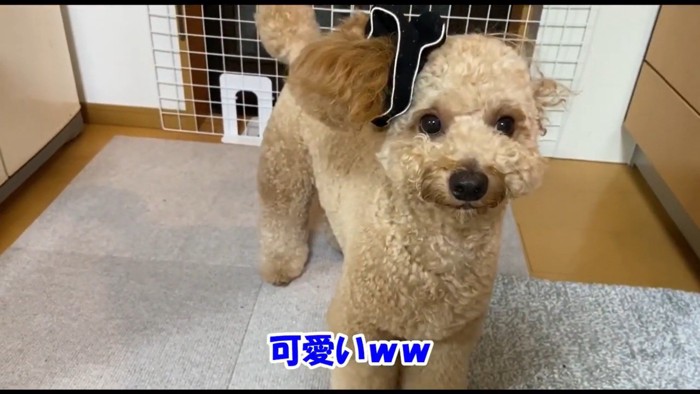 シュシュの存在を忘れているロアくん