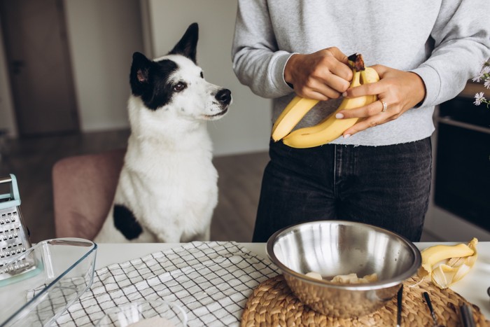 バナナを取り分けている飼い主と見つめる犬