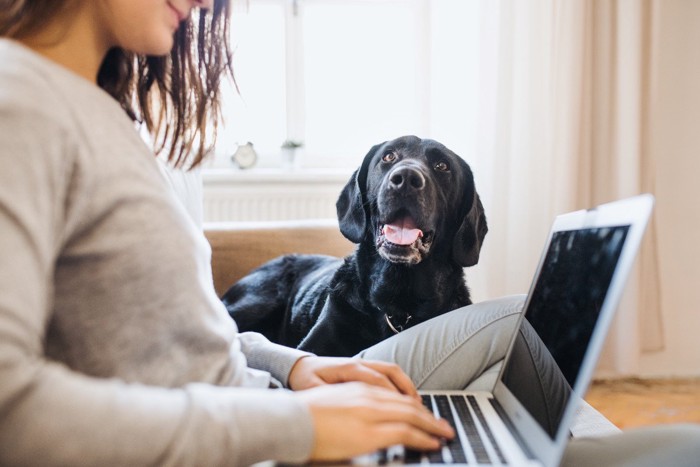 パソコンを操作する女性と犬