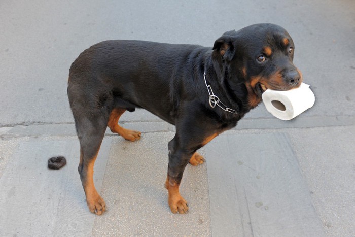 犬の排泄後