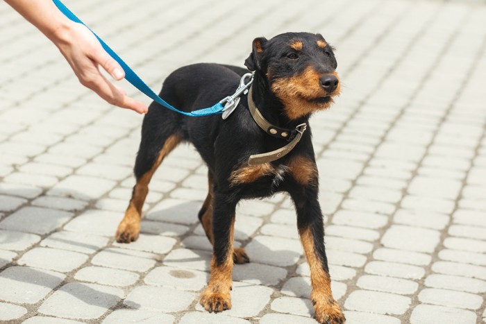 散歩中のジャーマン・ハンティング・テリアと差し出された飼い主の手