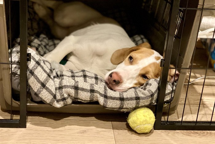 ベッドの上で横たわりながらこちらを見つめている犬