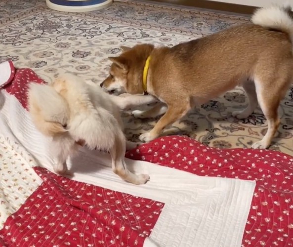 動きが止まった柴犬