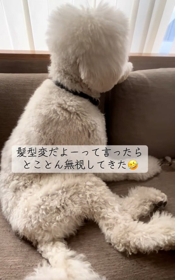 スタンダードプードルのハクくん