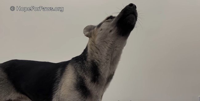 遠吠えする犬