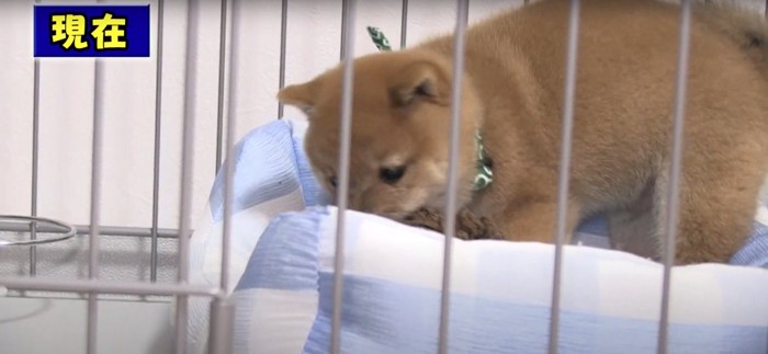 ベッドの上でぬいぐるみに噛み付く子犬