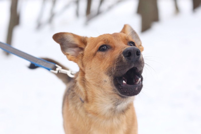 散歩中他人に吠える大型犬