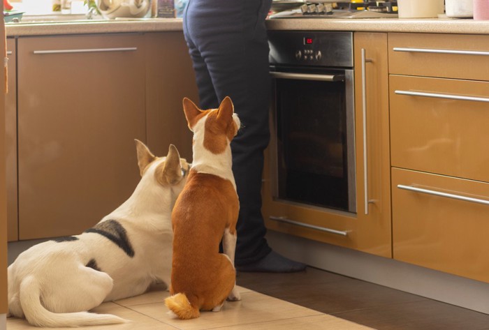 キッチンに座り込む2匹の犬