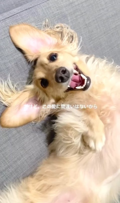 笑顔の小型犬