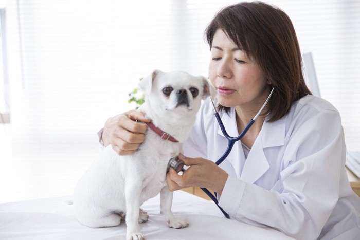 健康診断を受ける犬