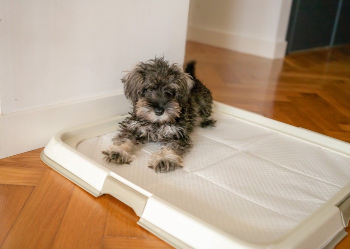 トイレケースの上に伏せるミニチュア・シュナウザーの子犬