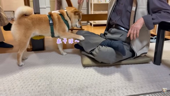 おじいちゃんの足をつつく富くん