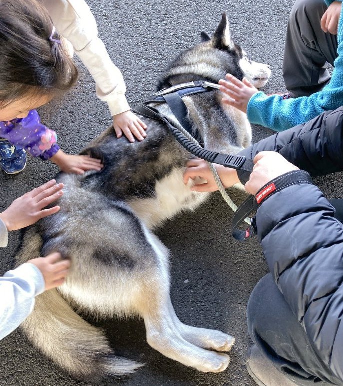 ハスキー犬