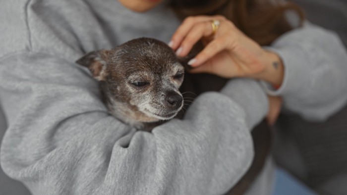 うとうとする老犬