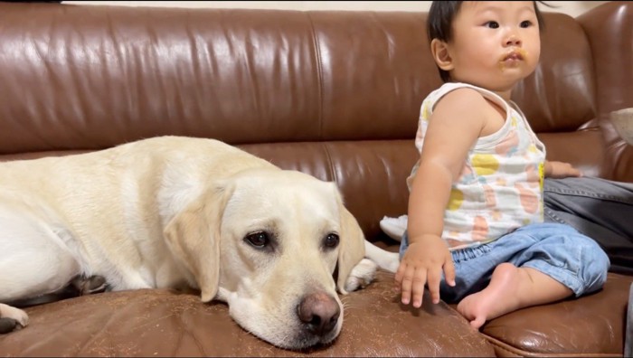 白い犬と一緒に窓の方を見る赤ちゃん