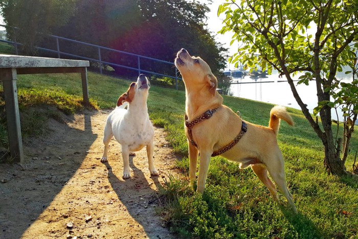 遠吠えしている犬