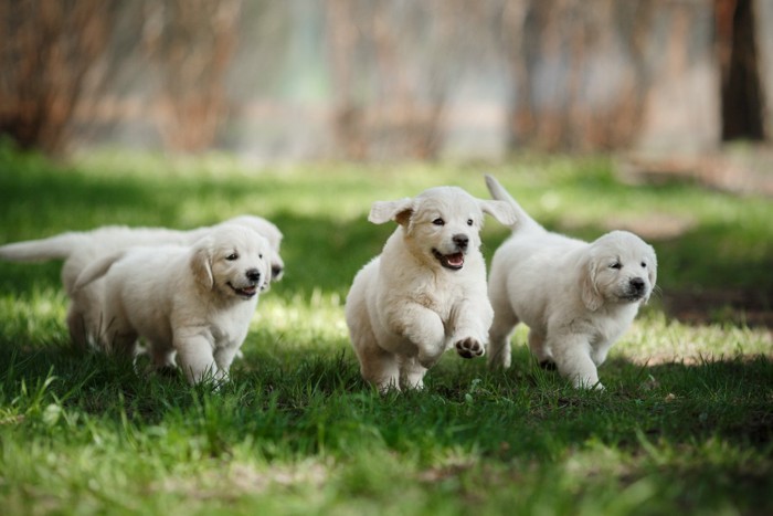 ゴールデン・レトリーバーの4頭の子犬