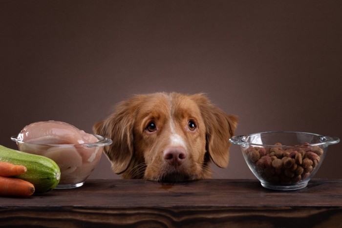 生の鶏肉とドライフードを前にした犬