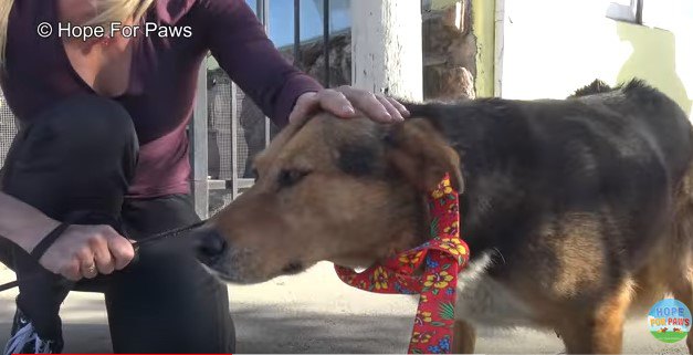 落ち着きを取り戻した犬