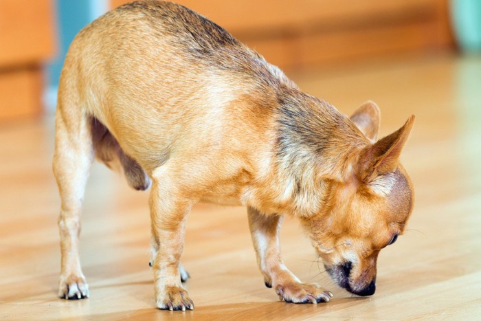 床のニオイを嗅ぐ犬