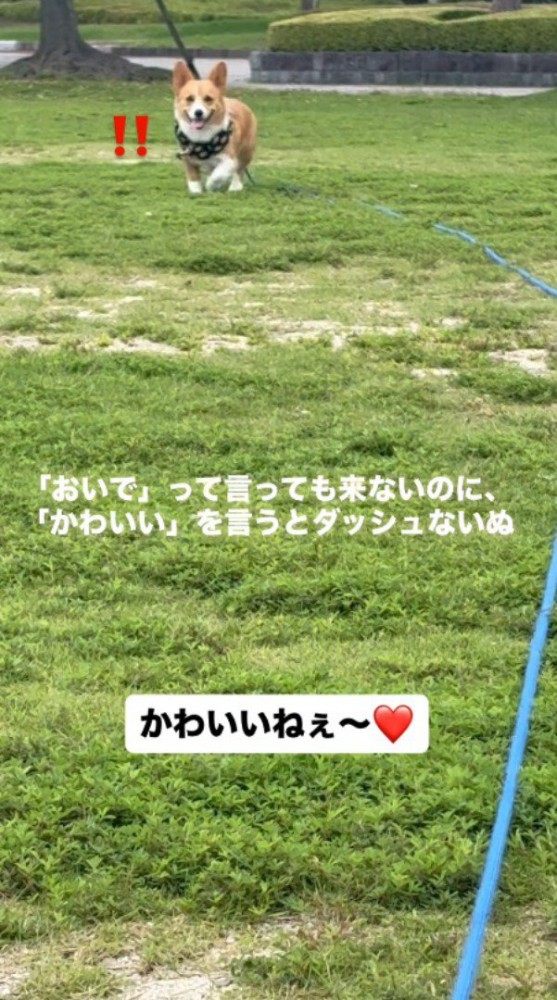 飼い主の方へ歩いてくる犬