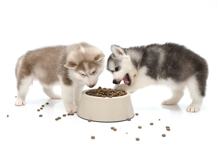 同じお皿でフードを食べている二頭の子犬